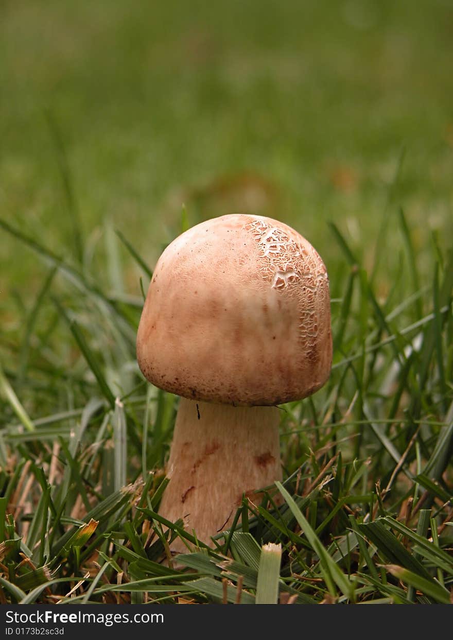 Parasol mushroom