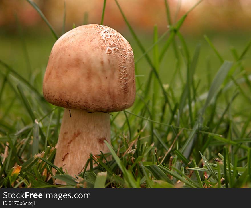 Parasol mushroom