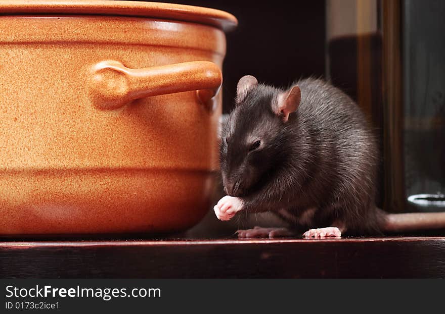 Rat in kitchen