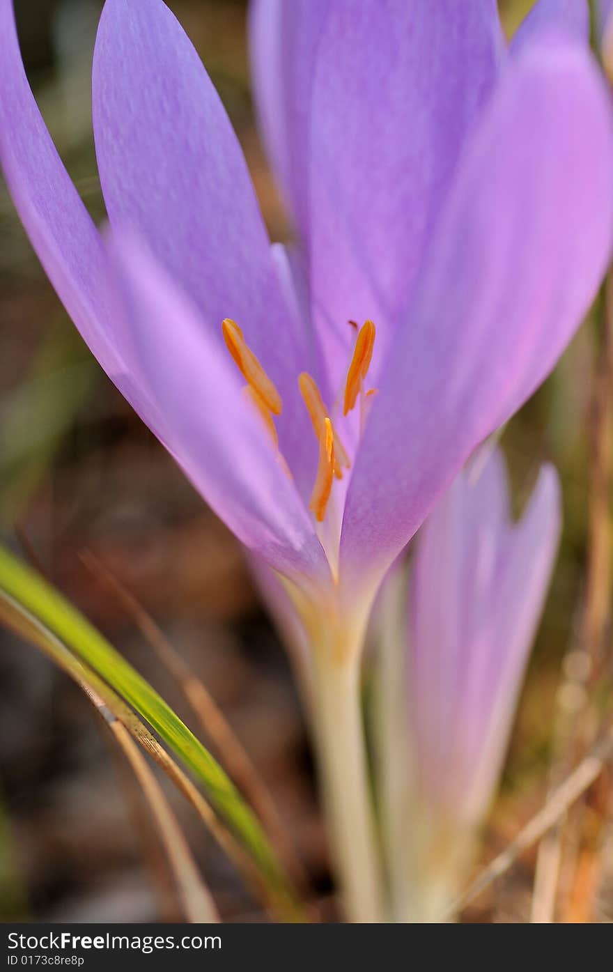 Close up of violet cocus in the park by autumn. Close up of violet cocus in the park by autumn