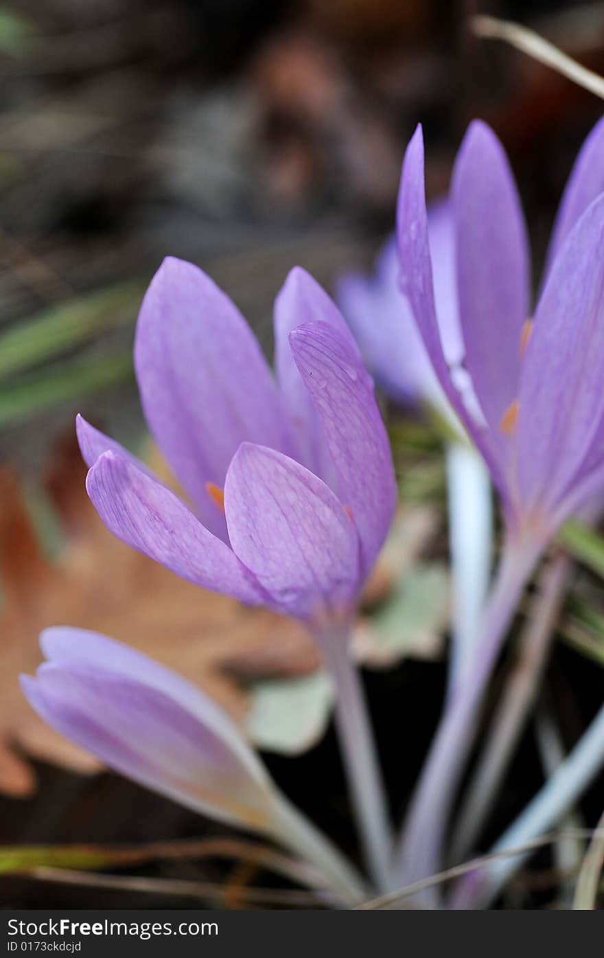 Close up of violet cocus in the park by autumn. Close up of violet cocus in the park by autumn