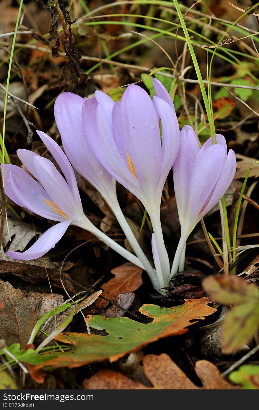 Close up of violet cocus in the park by autumn. Close up of violet cocus in the park by autumn