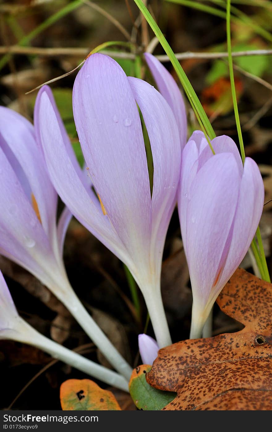 Close up of violet cocus in the park by autumn. Close up of violet cocus in the park by autumn