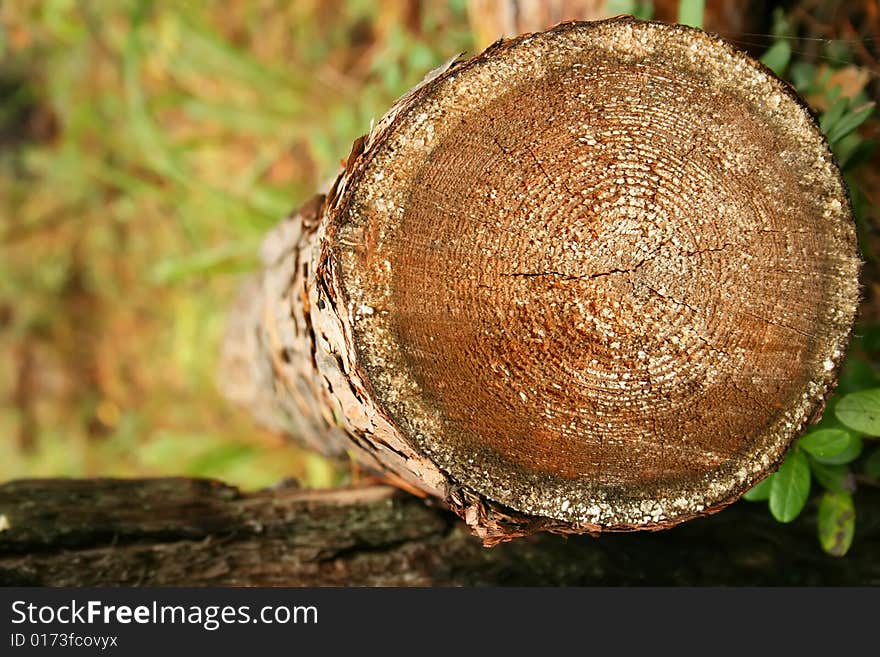 Severing cut on a log