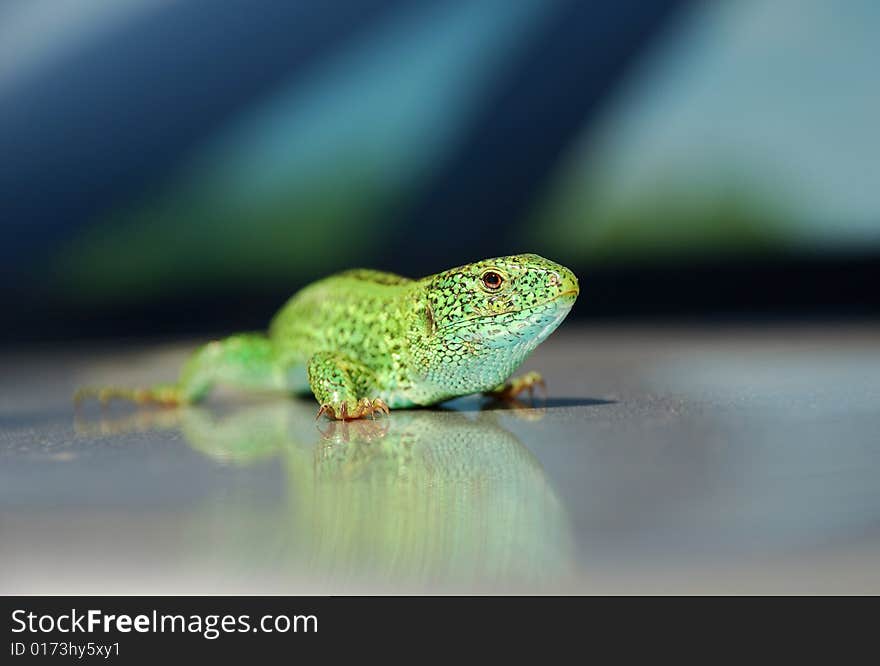 Green Lizard Against Blurred Background, Macro