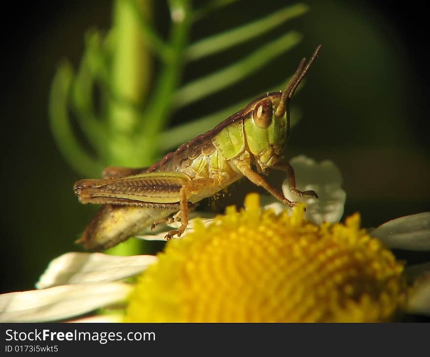 macro photography of Grasshopper on the flower