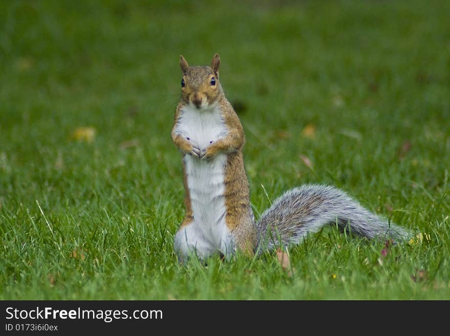 Standing grey squirrel on the grass