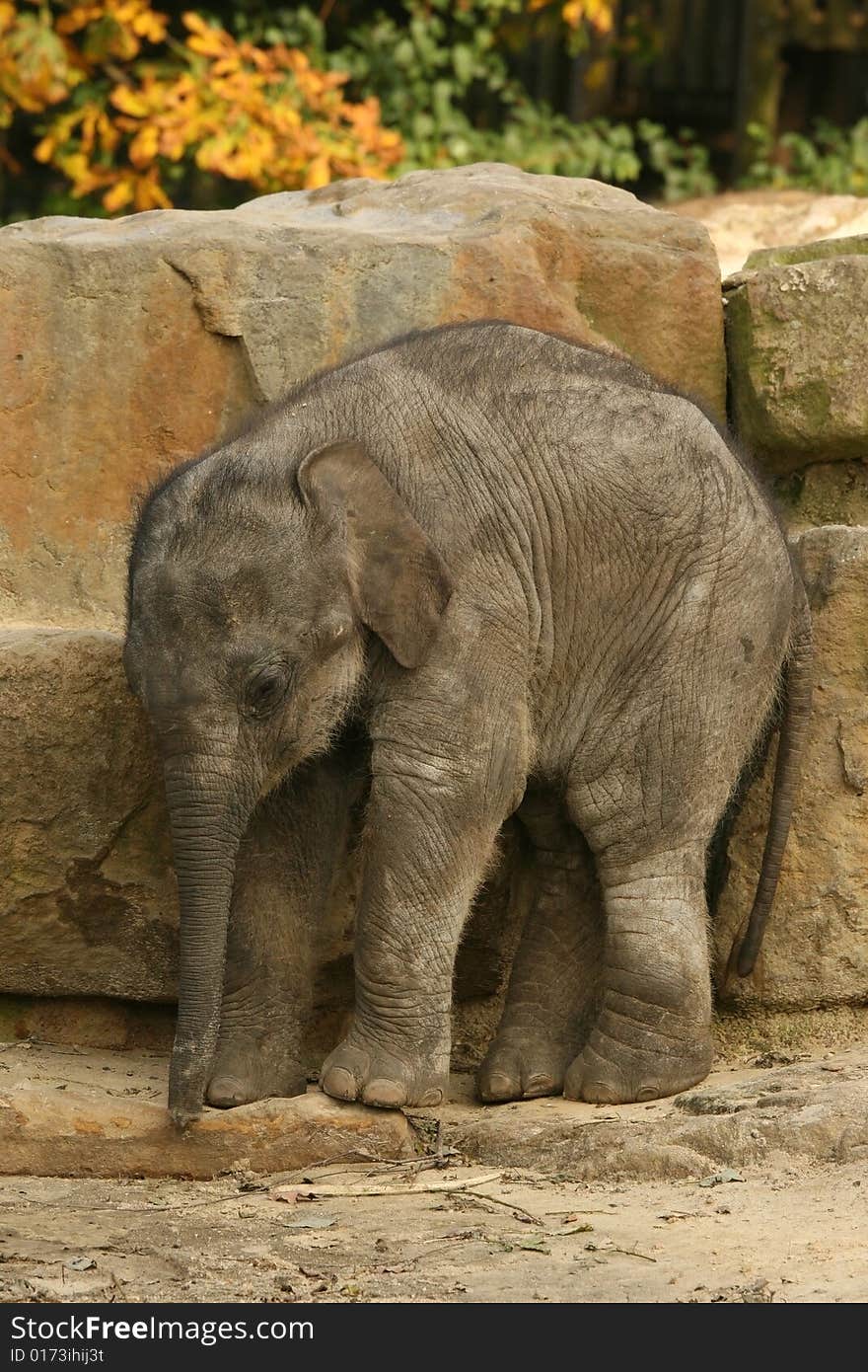 Animals: Cute little baby elephant