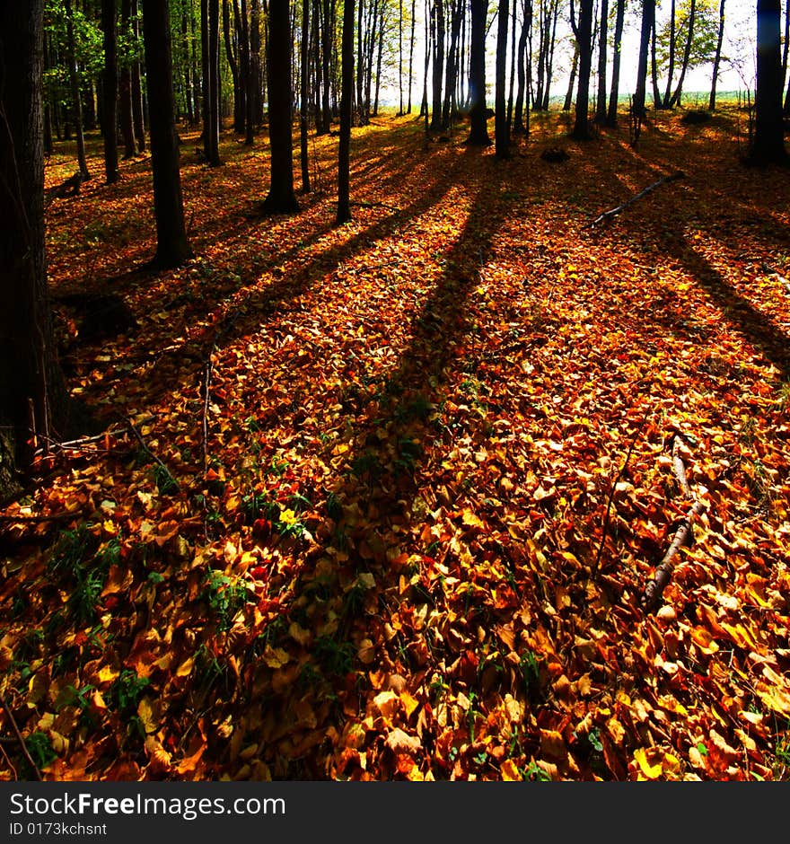 Autumn forest with long shadows of trees and foliage