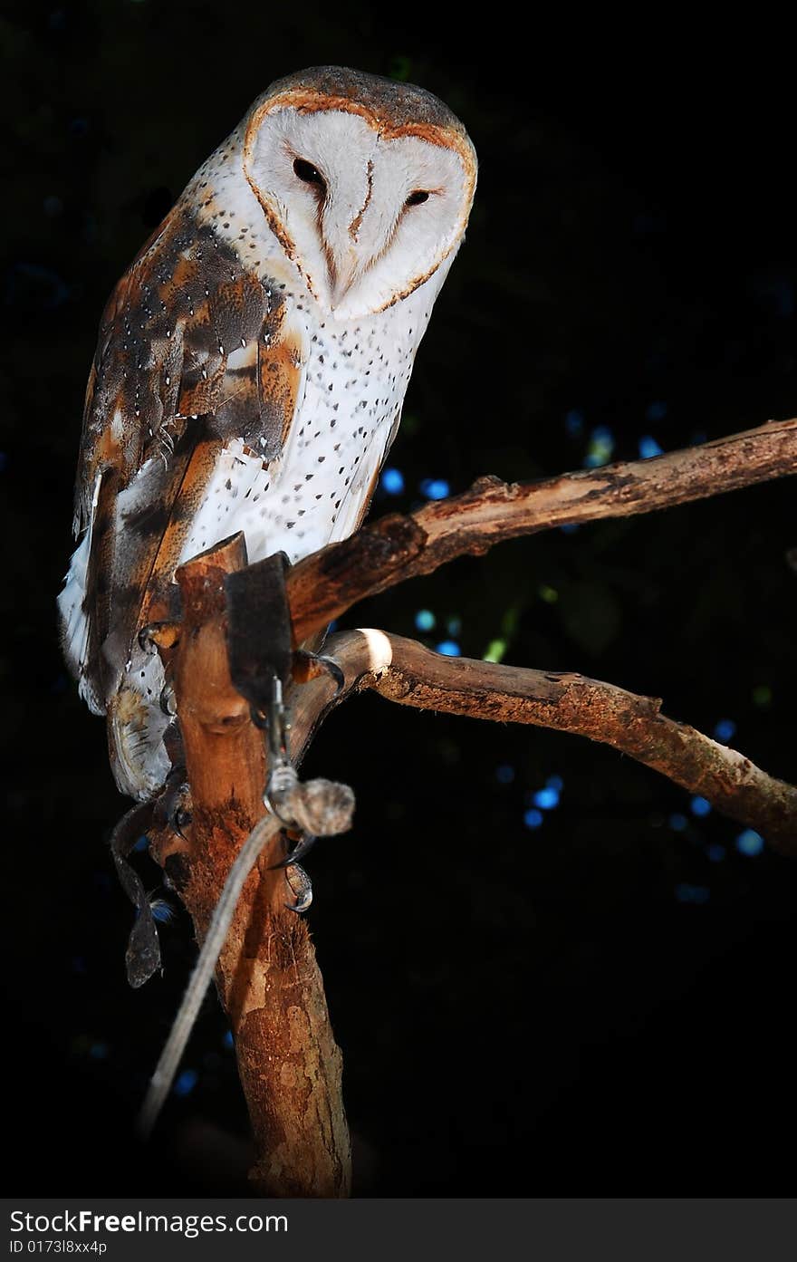 Owl standing on a tree brunch