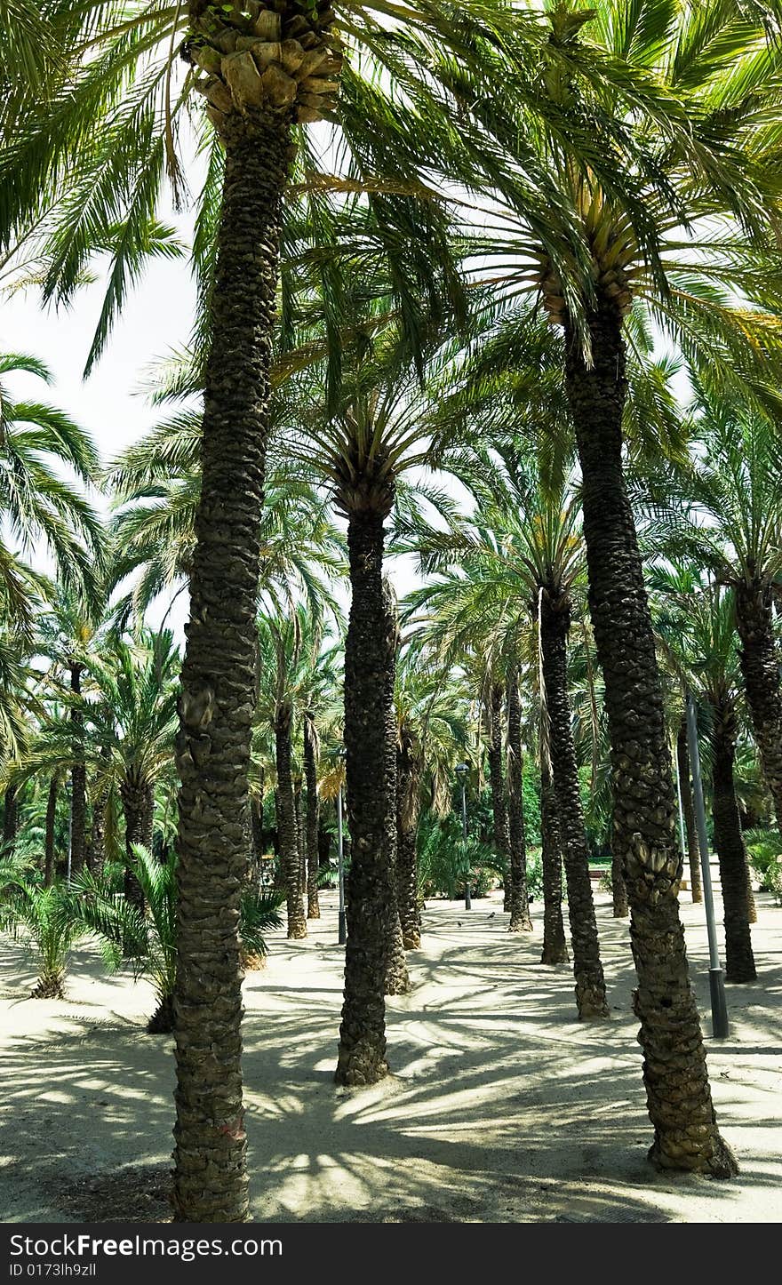 Park view with palm trees.