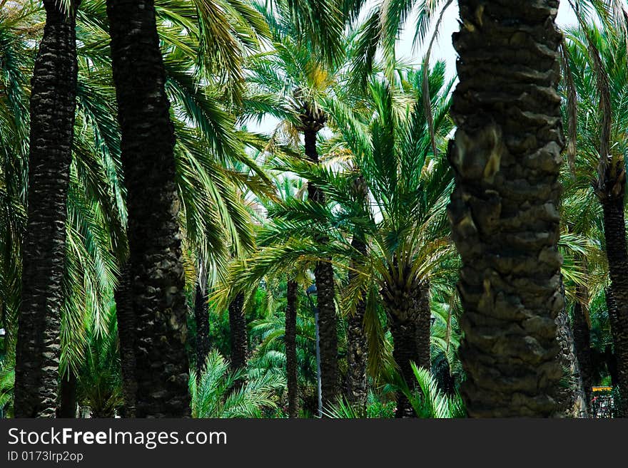 Detail view of a forest of palm trees. Detail view of a forest of palm trees.