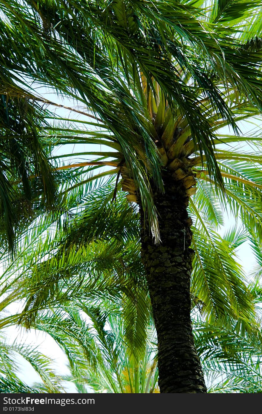 View of a palm tree in a park.