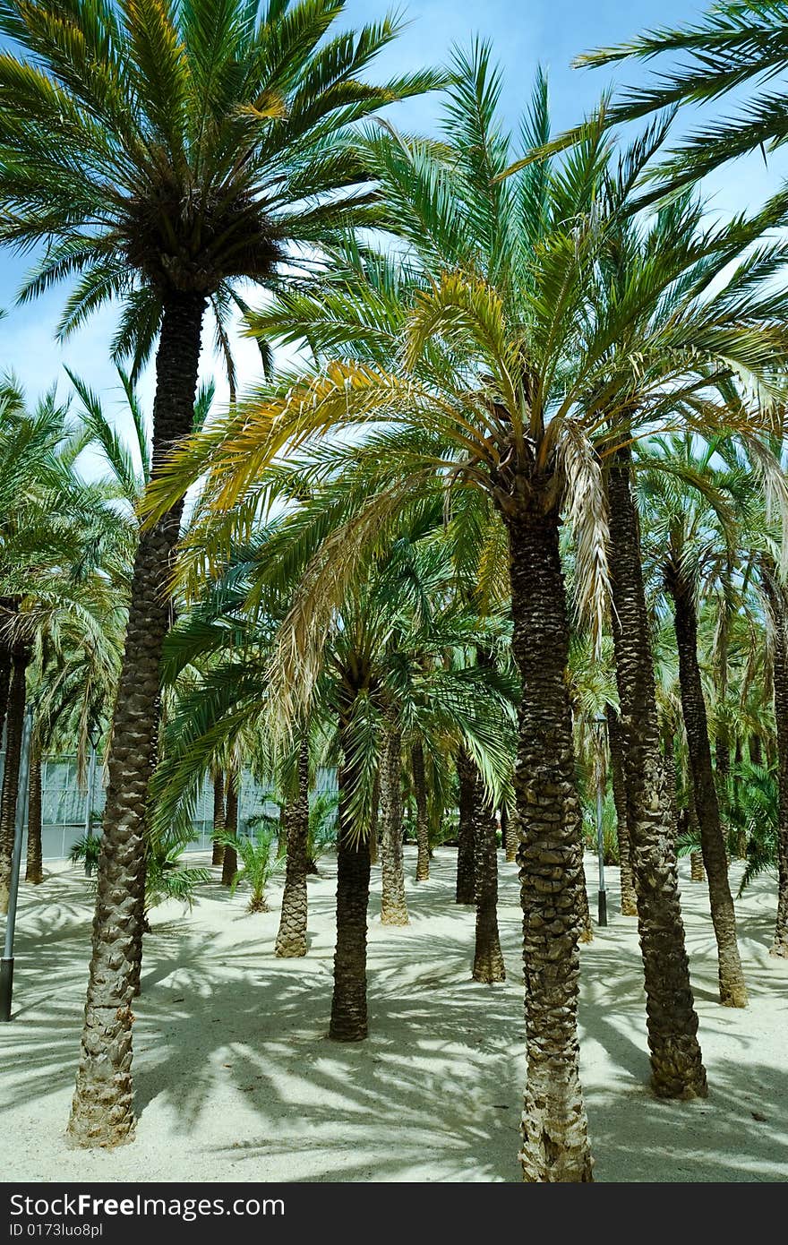 Park view with palm trees.