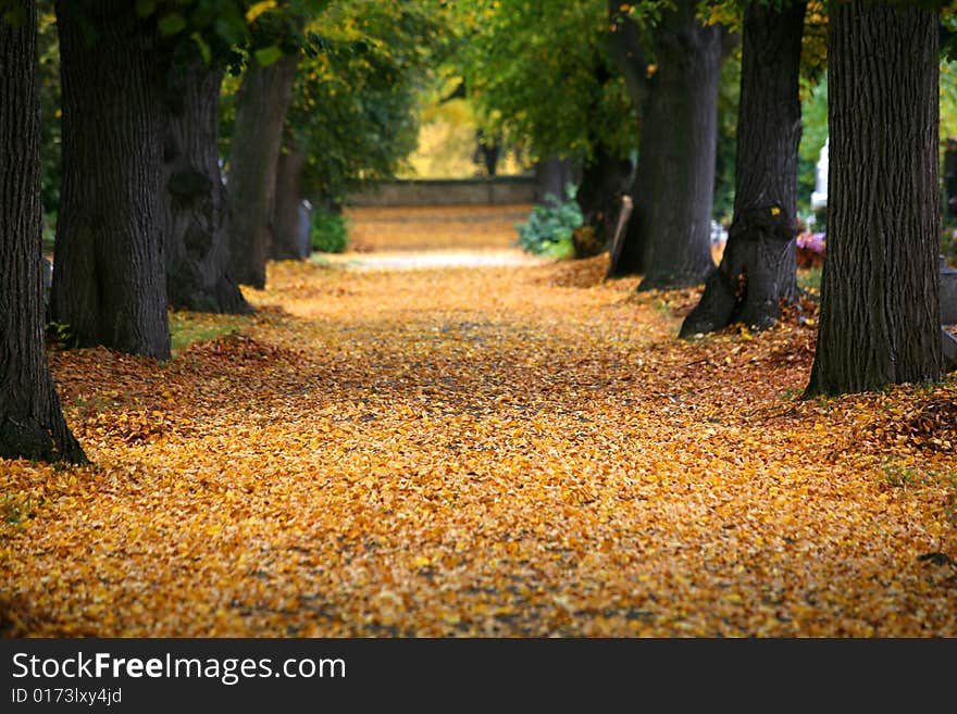 Autumn alley in the park