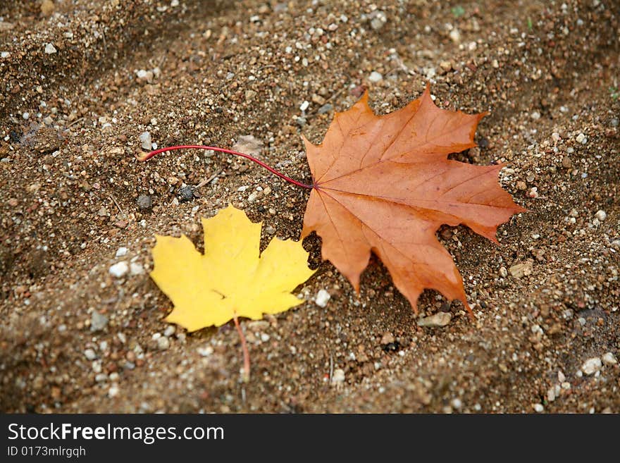 One leave alone on ground. One leave alone on ground