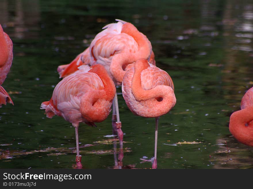 Pink Flamingos