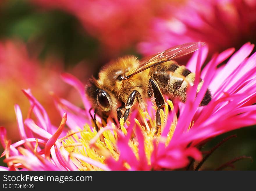 Bee on pink flower