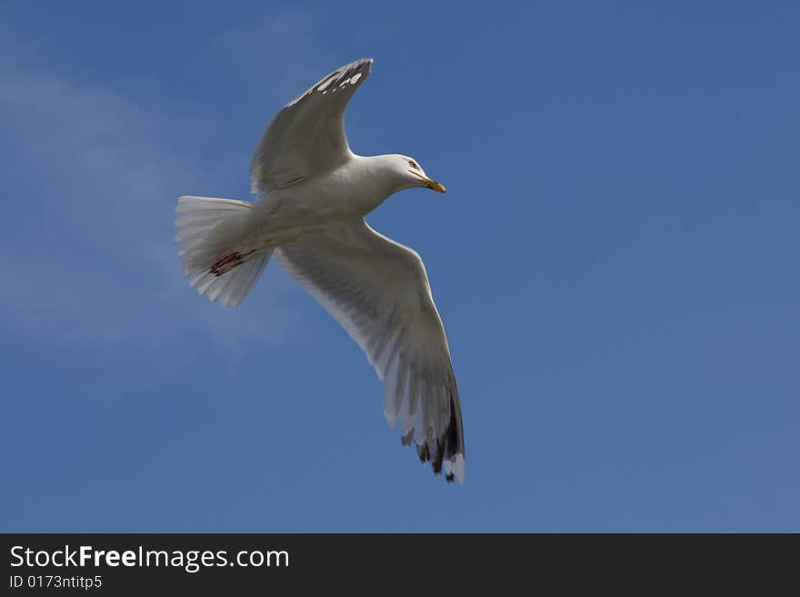 Seagull in the flight