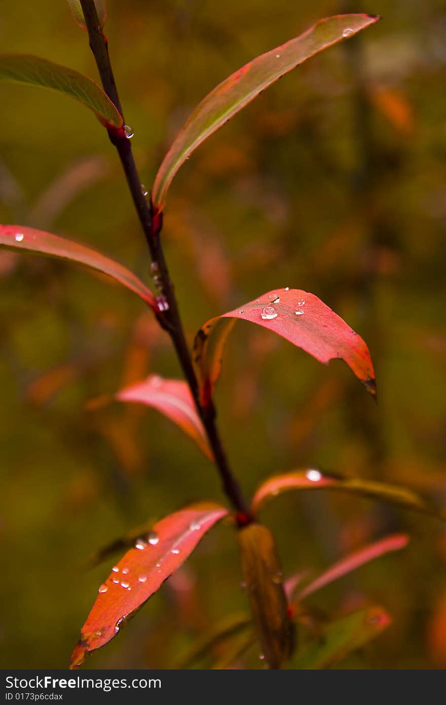 Dew and plants