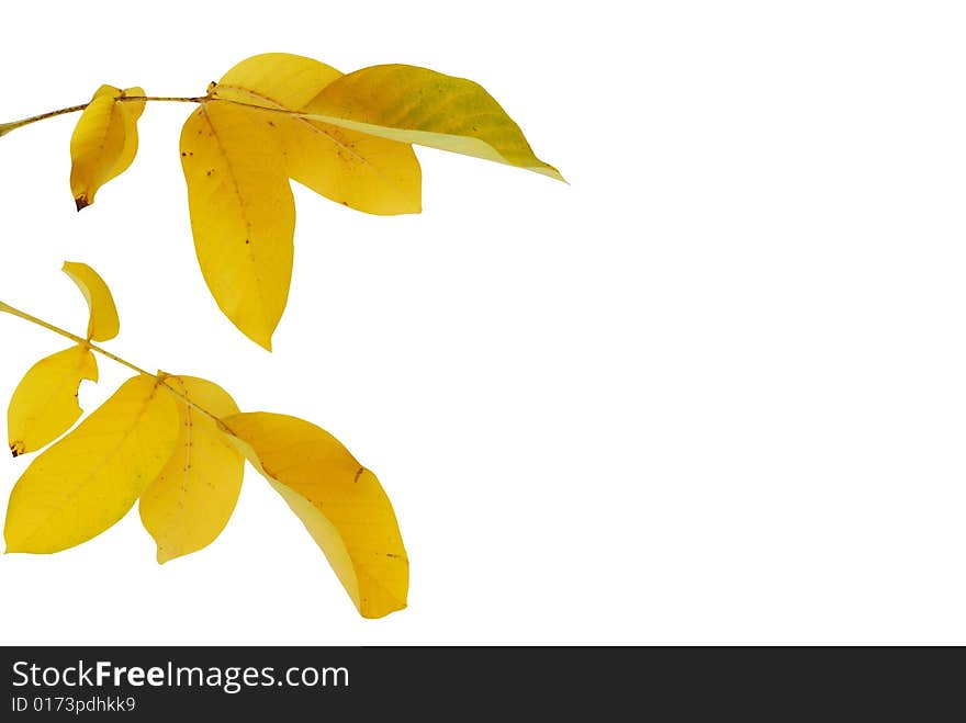 Yellow autumn walnut leaves over white background. Yellow autumn walnut leaves over white background