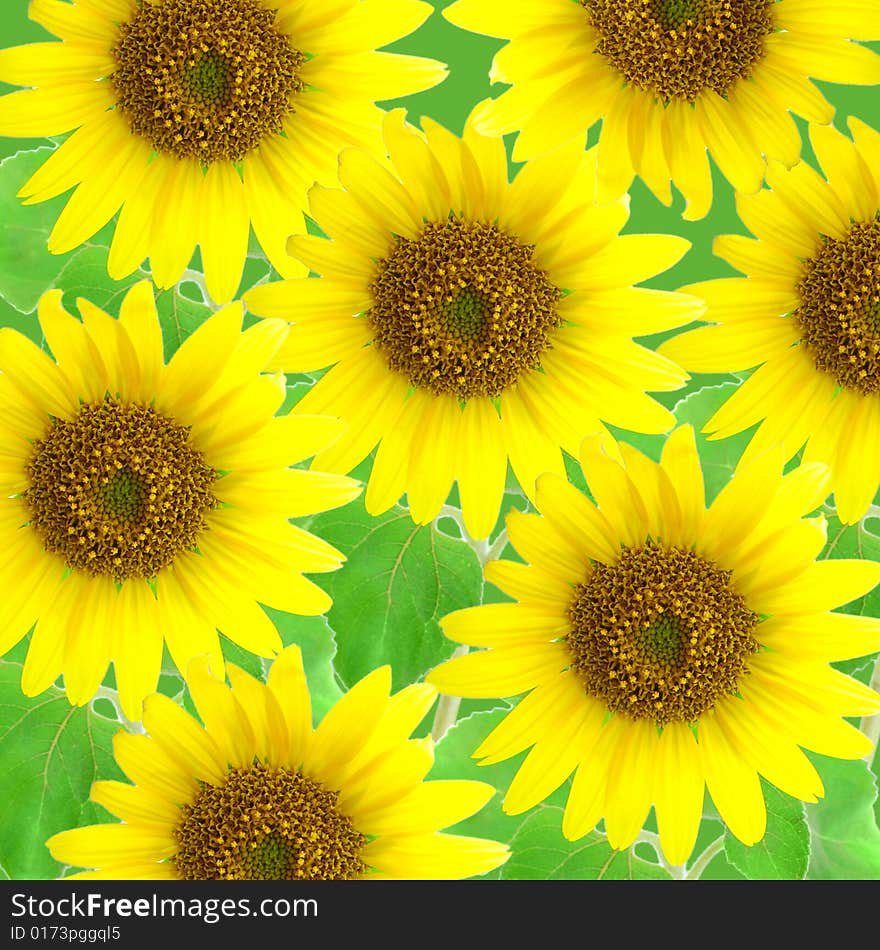 Sunflowers background on green back