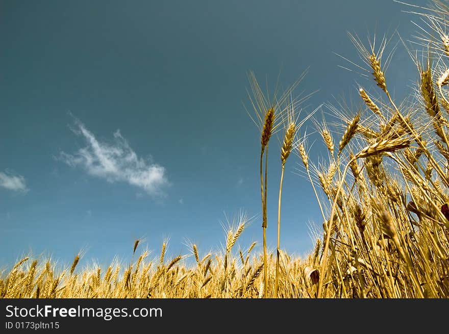 Summer landscape