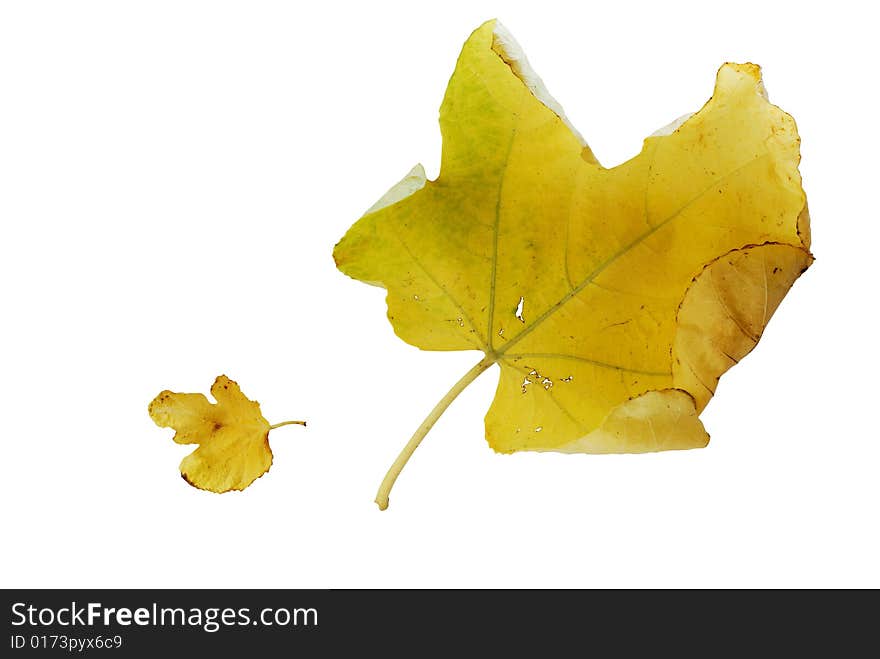 Large and small yellow autumn fig leaves