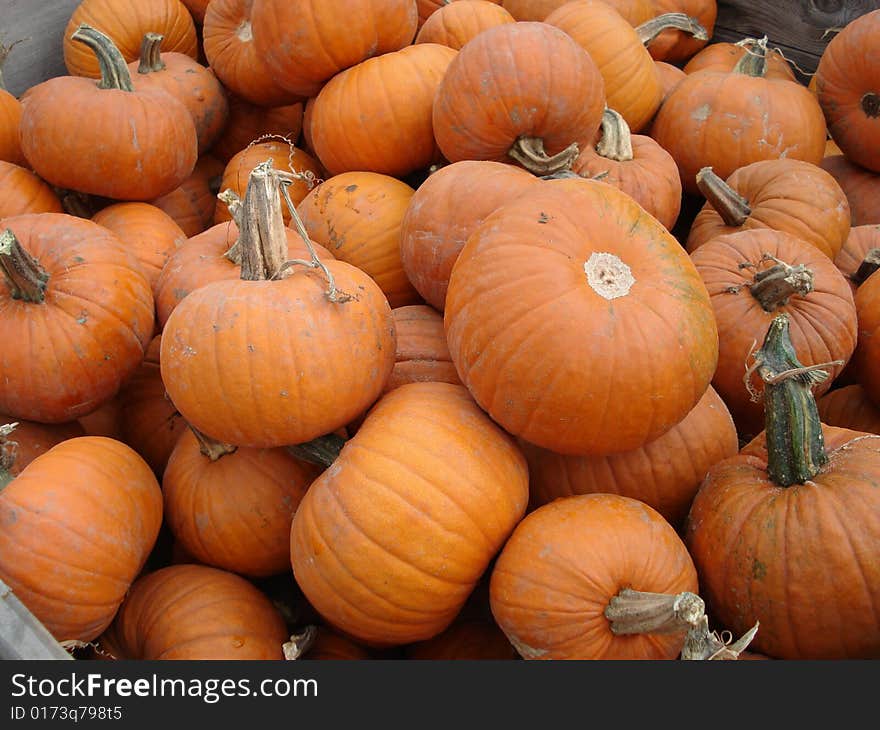 A tub full of litle pumpkins at a harvest festival near Denver, Colorado. A tub full of litle pumpkins at a harvest festival near Denver, Colorado.