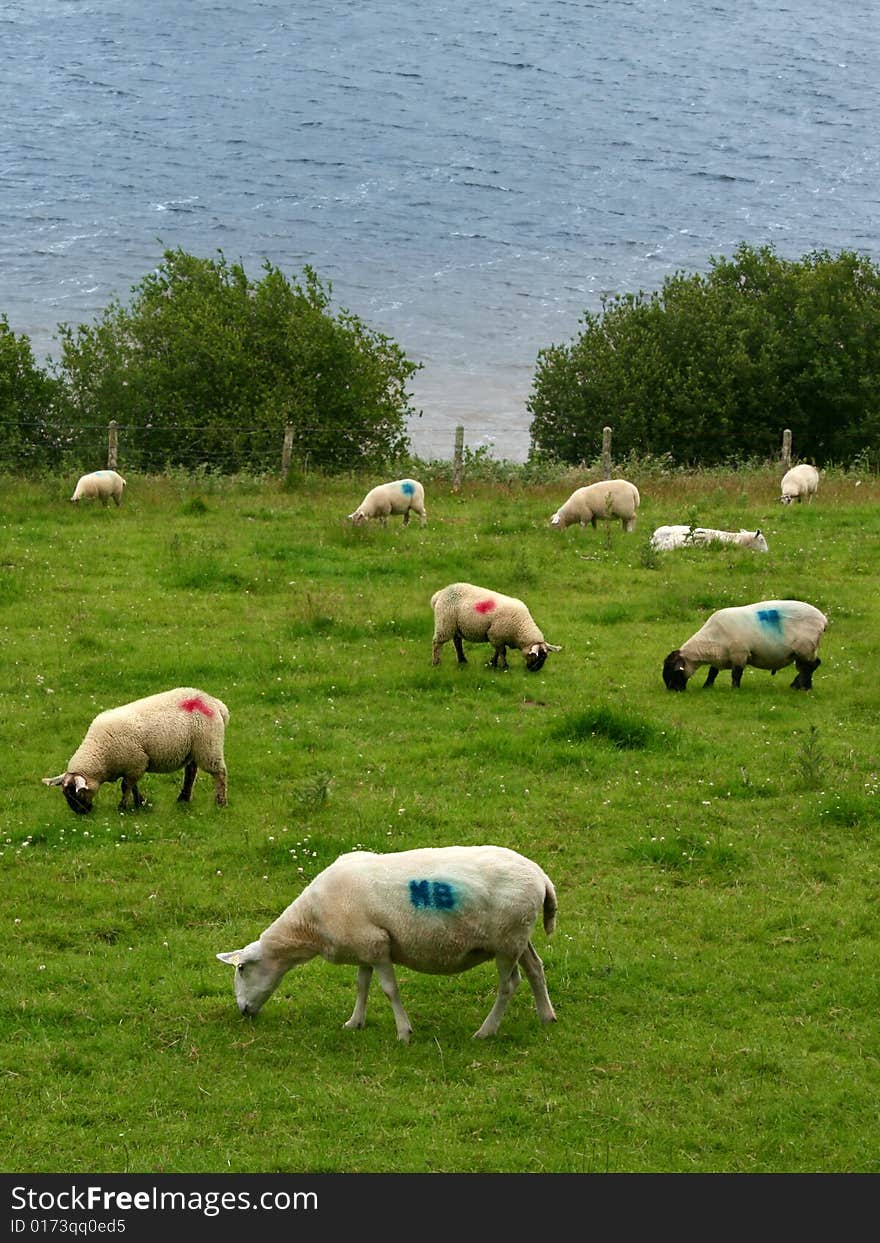 Grazing sheep marked with color near the ocean. Grazing sheep marked with color near the ocean