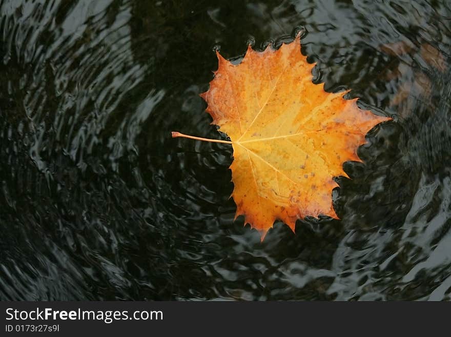 Autumn leaf in water