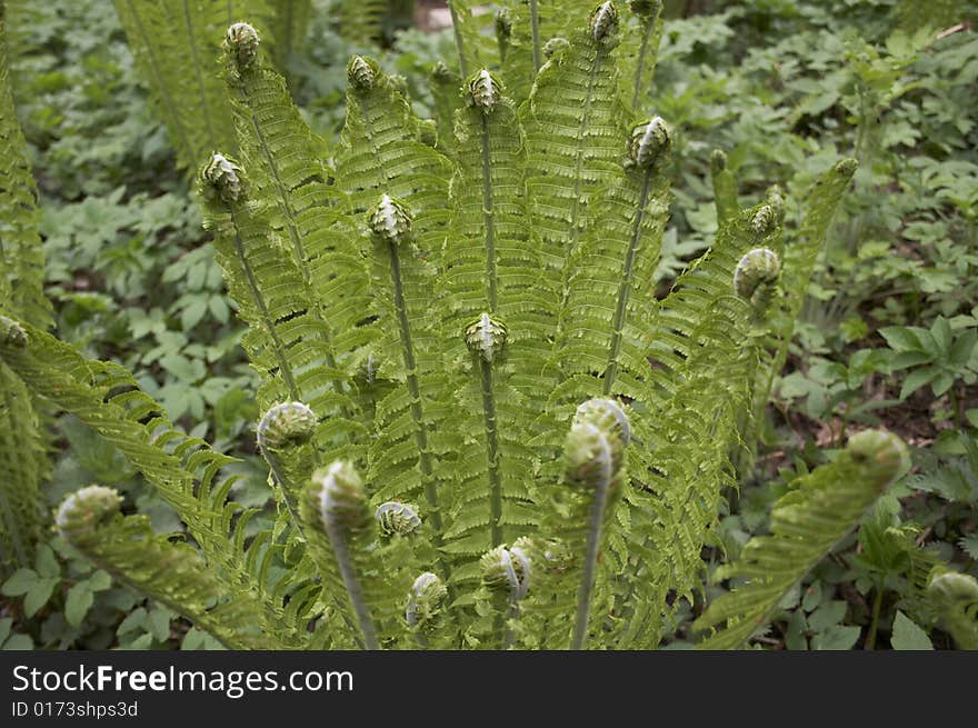 This fern is groving up in the park, this park is located in Saint-Petersburg. This fern is groving up in the park, this park is located in Saint-Petersburg.