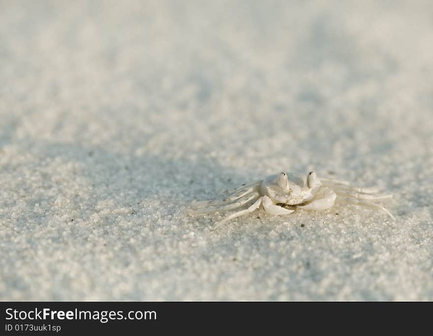 Pallid Ghost Crab