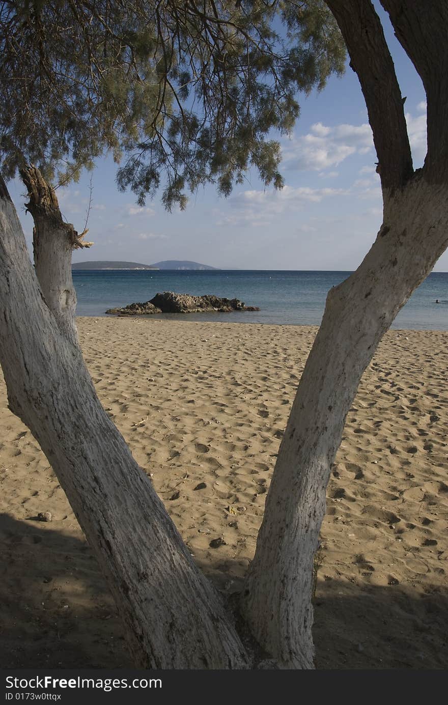 White trees on the beach