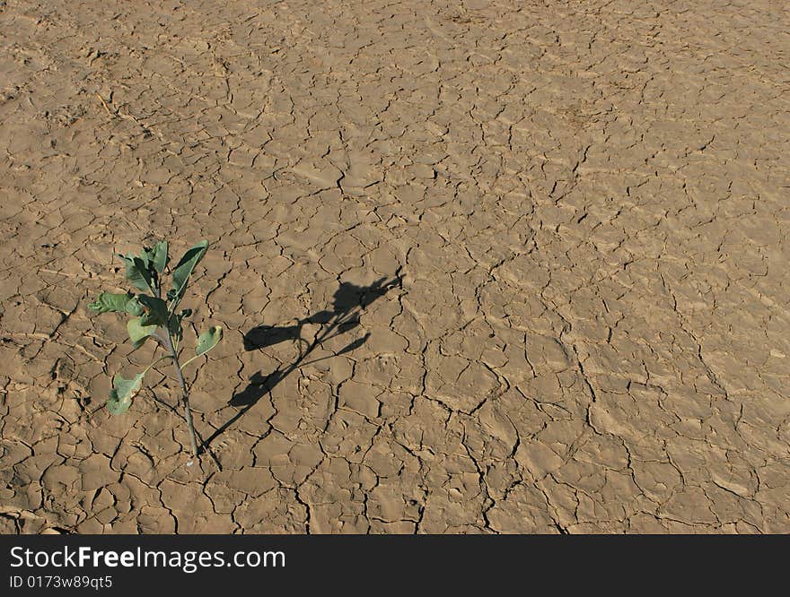 This is bottom of the riverbed drying up yard and the small tree (Canyon Kuiseb, Namibia). This is bottom of the riverbed drying up yard and the small tree (Canyon Kuiseb, Namibia).