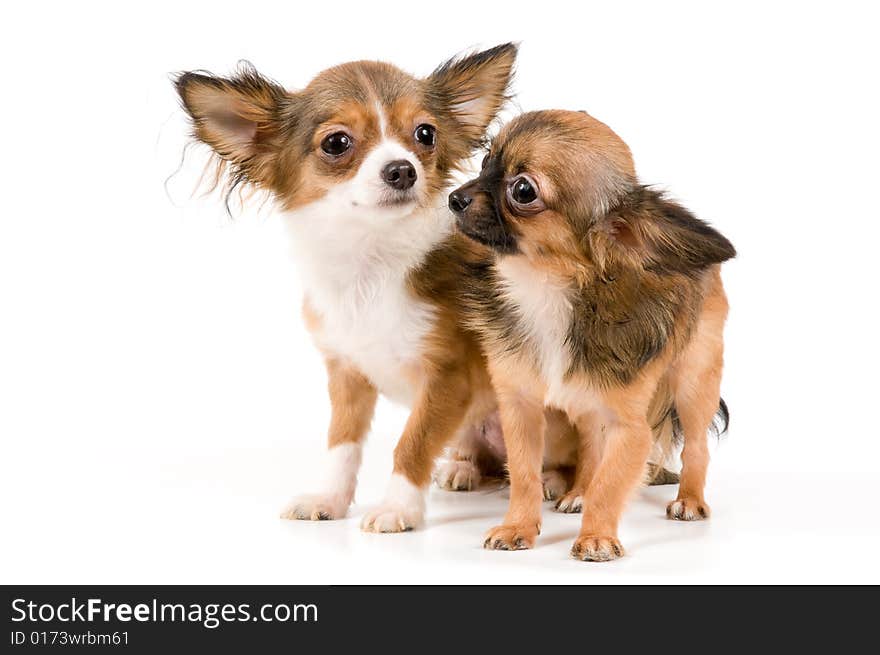 Puppies chihuahua in studio on a neutral background