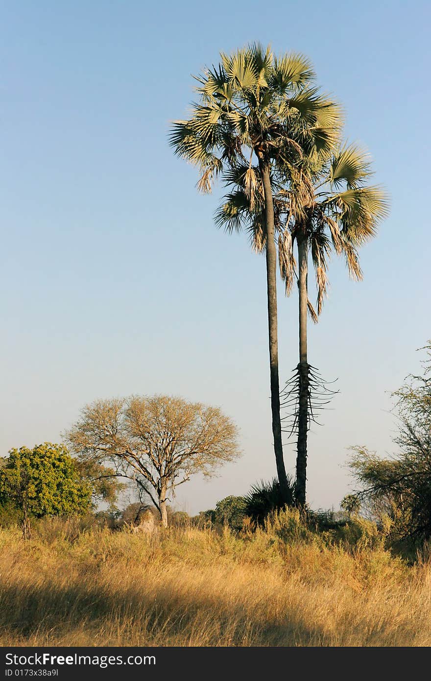 Two high palms. Okavango Delta, Botswana.