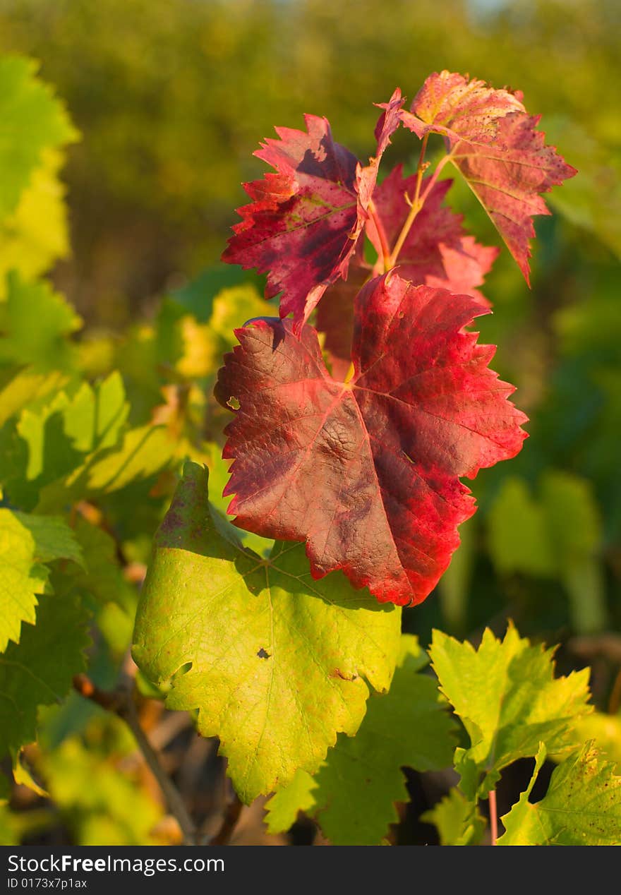 Background of  leaf grapes on sunset