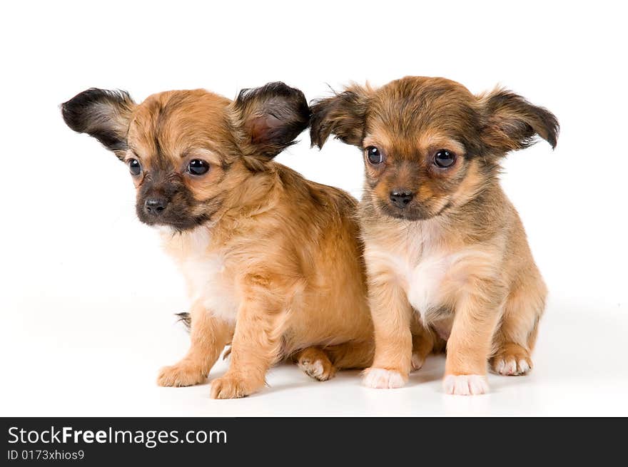 Puppies chihuahua in studio