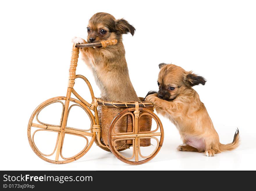 The puppies chihuahua on a bicycle in studio