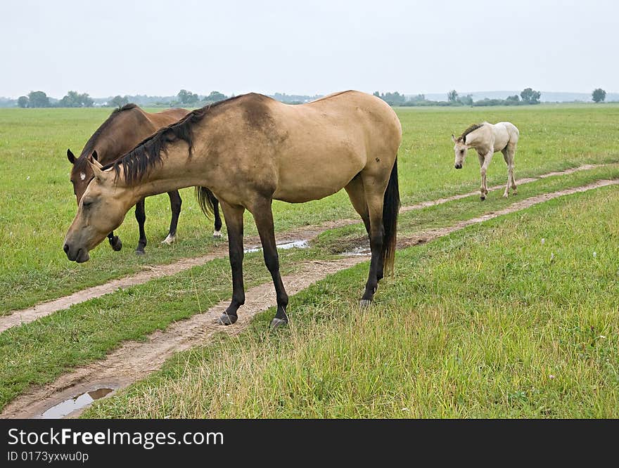 Horse standing in a field, eating grass. Horse standing in a field, eating grass