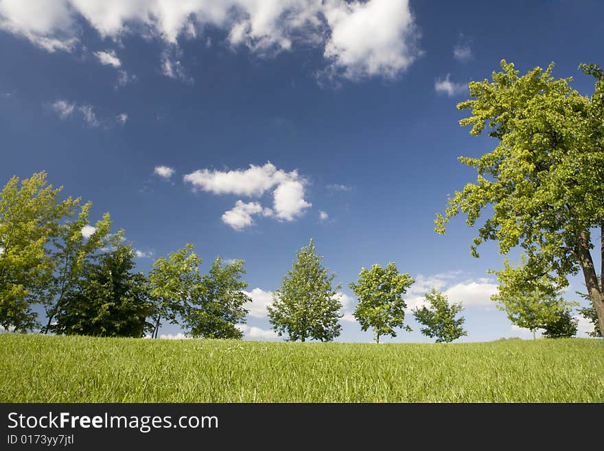 A photo of green trees on the lawn in summer