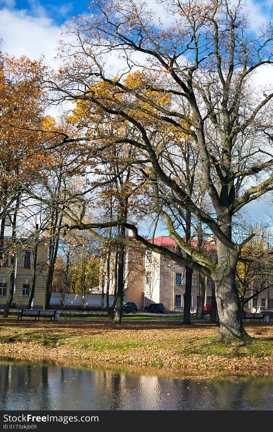 Scenic tree in autumn scene