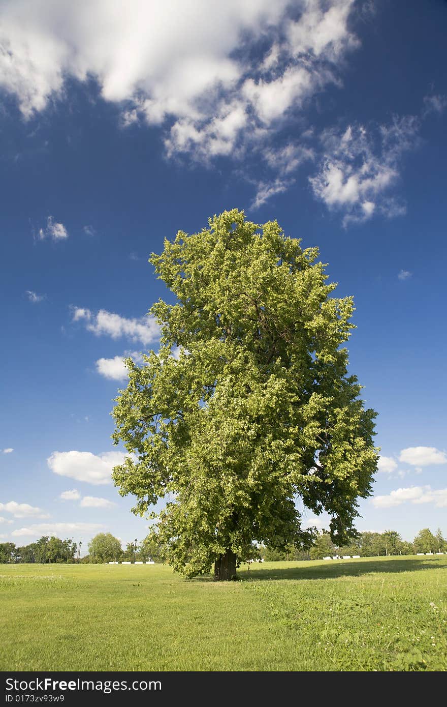 A photo of green tree on the lawn in summer