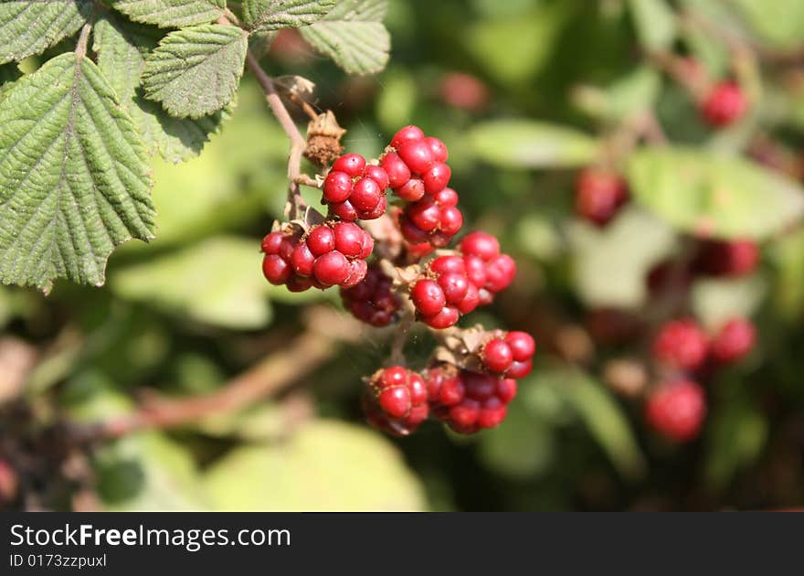 Raspberrycane And Raspberries