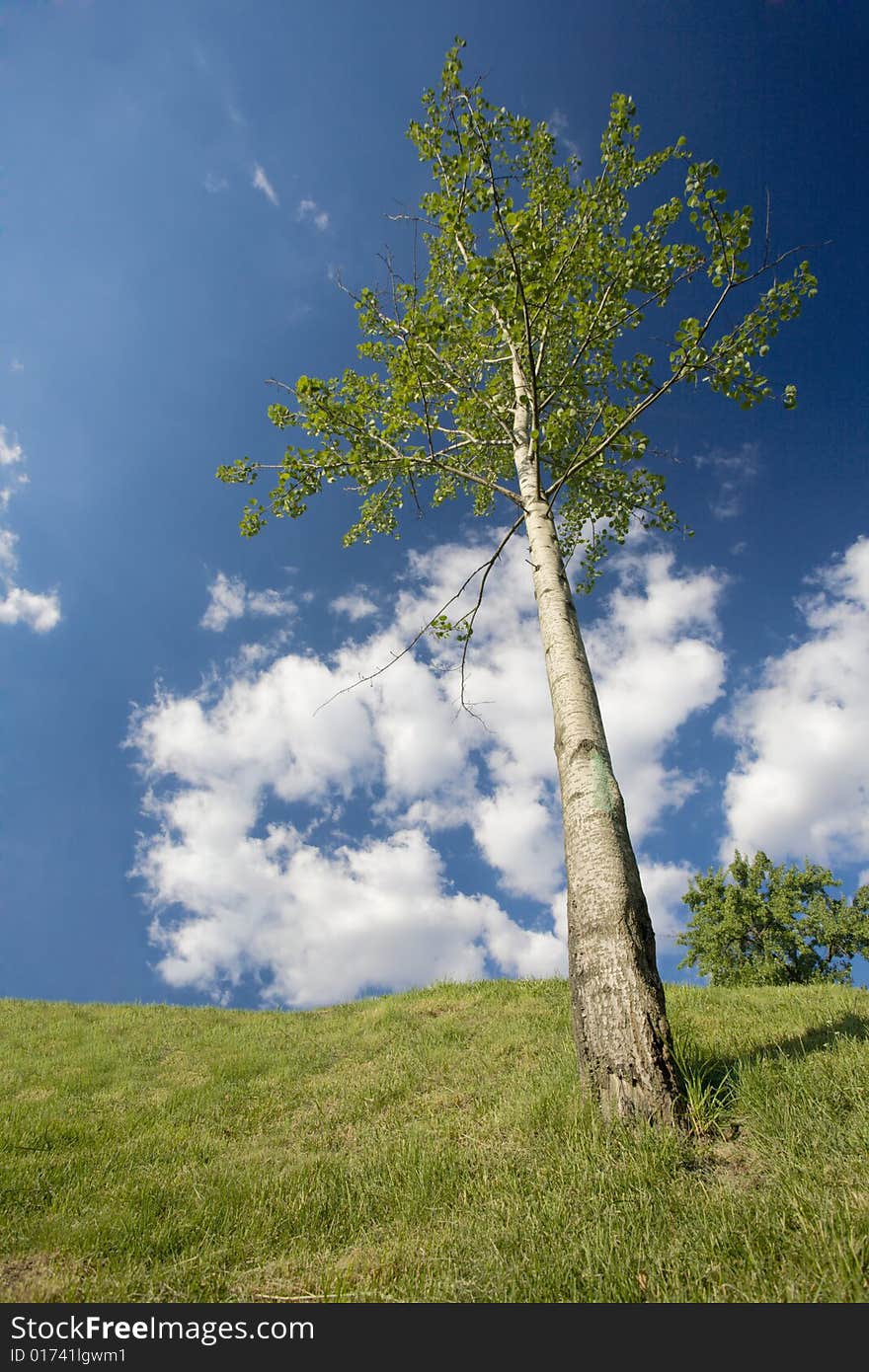 A photo of green trees on the lawn in summer