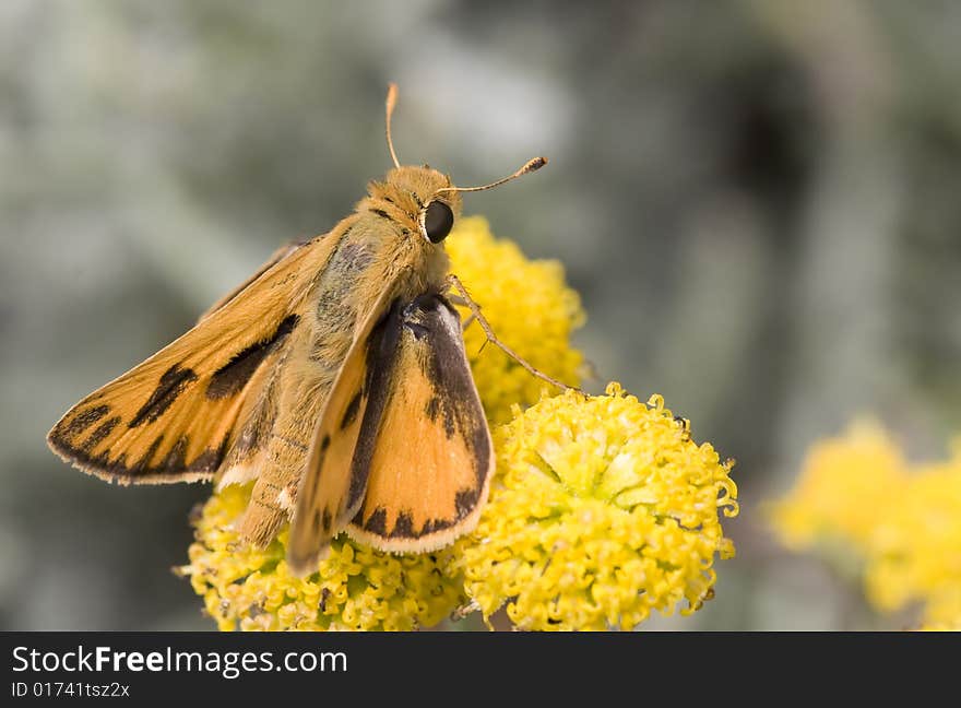 Butterfly with orange and black wings feeds from yellow flowers. Butterfly with orange and black wings feeds from yellow flowers