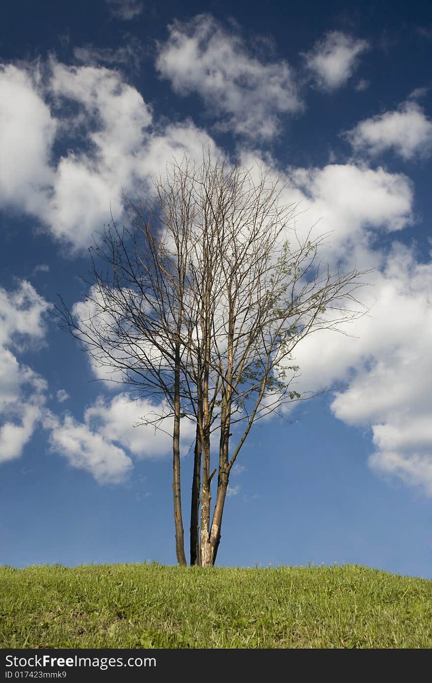 Single tree on the lawn