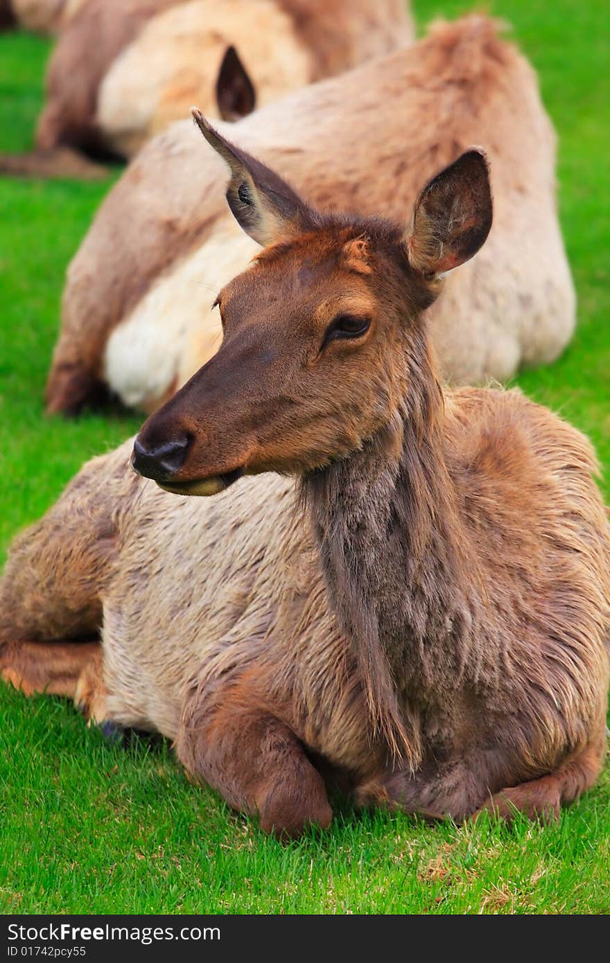 Several Elk lying in grass (Yellowstone, Mammoth area). Several Elk lying in grass (Yellowstone, Mammoth area)