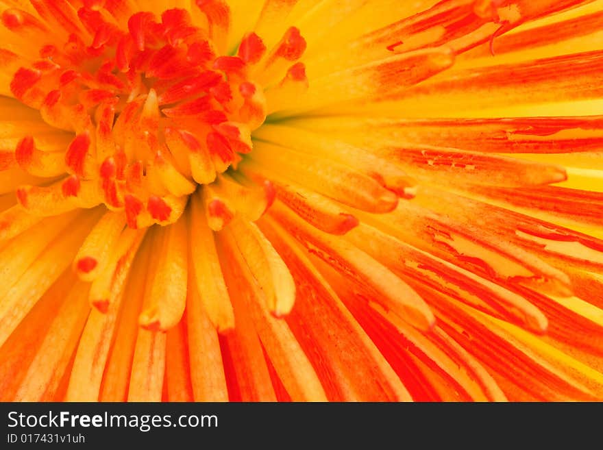 Colored Chrysanthemum